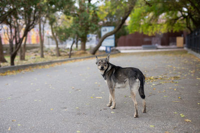 Dog standing on road in city