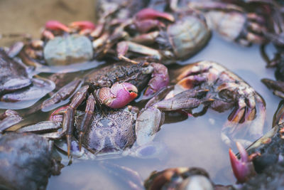 Close-up of fish for sale in market