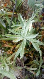 Close-up of plants