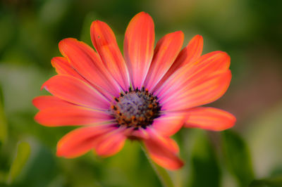 Close-up of flower blooming outdoors