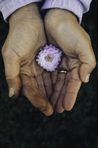 Cropped hands of woman holding pink flower