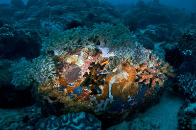 Fish swimming in sea