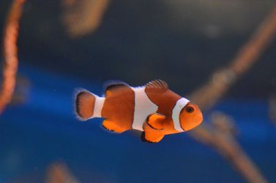 Close-up of fish swimming in aquarium