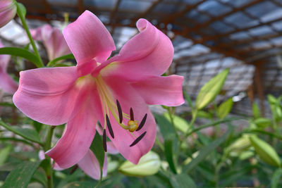 Close-up of pink rose flower