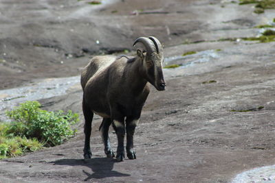 Mountain goat 