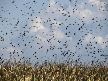 Flock of birds flying against sky