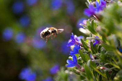 Close-up of bee pollinating on purple flower