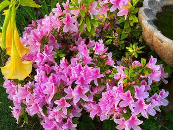 High angle view of pink flowering plants