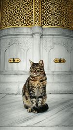 Cat sitting on carpet