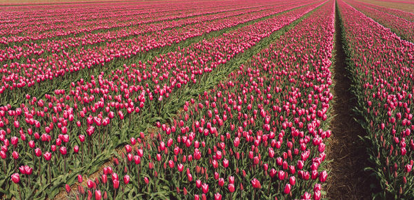 Red tulips in field