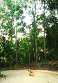 Dog in forest