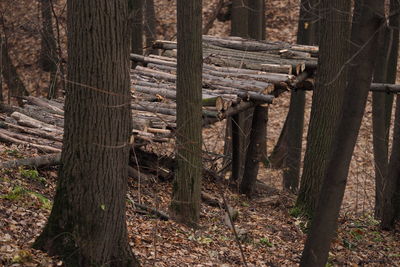 Trees in forest