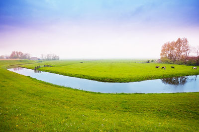 Scenic view of field against sky