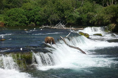 View of waterfall in forest