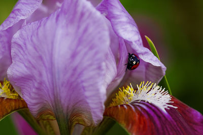 Close-up of ladybug on purple flower