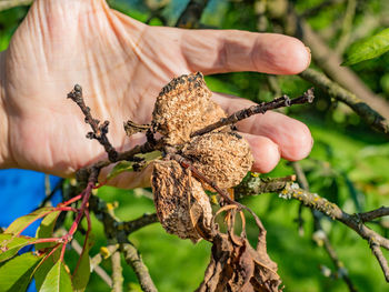 Defected rotten peach fruit on the peach tree in the garden. any fruit for harvest
