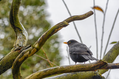 Bird perching on branch