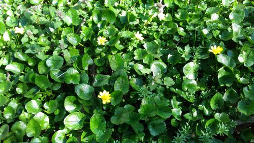 Full frame shot of flowering plants