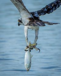 High angle view of seagull flying over lake