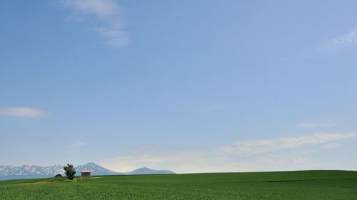 Idyllic shot of green rural field against sky