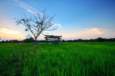 Scenic view of agricultural field against sky during sunset