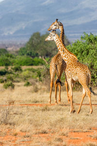 Giraffe in grassland