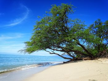 Tree on beach against blue sky