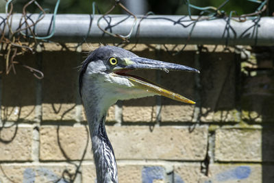 Close-up of a bird