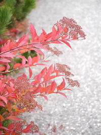 Close-up of red flower