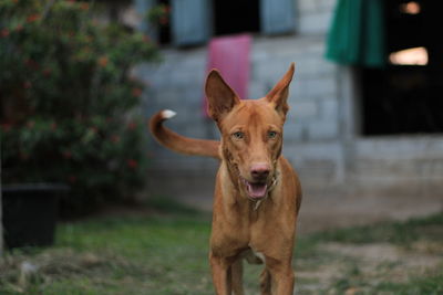 Portrait of dog on land