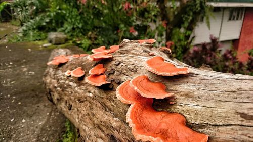 Close-up of mushrooms growing on tree trunk