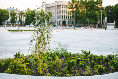 Close-up of plants by street in city