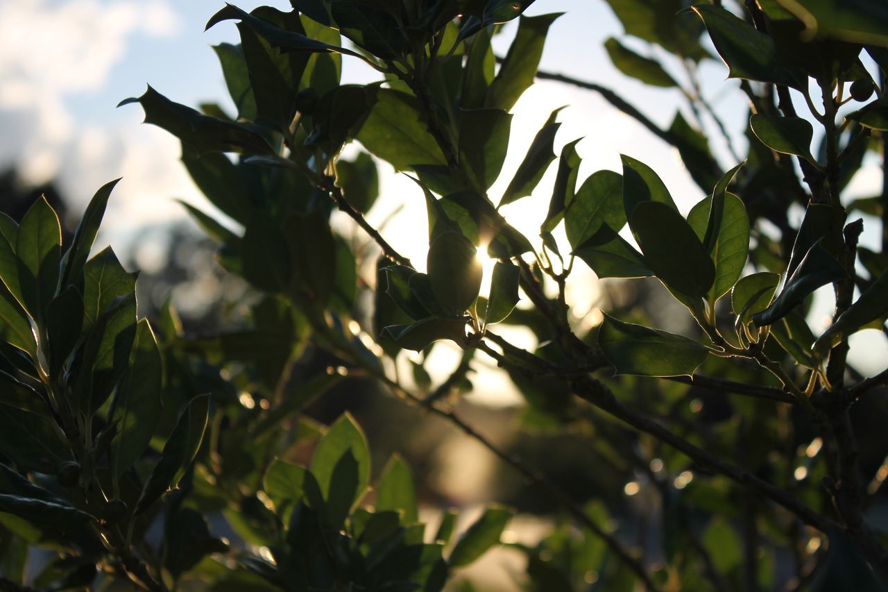 leaf, growth, nature, green color, tree, plant, no people, outdoors, branch, low angle view, day, beauty in nature, freshness, close-up, sky