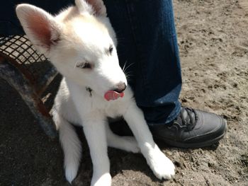 Low section of person with dog