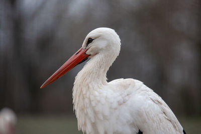 Close-up of a white stork