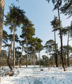 Trees in forest during winter