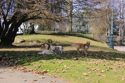 View of a dog on field