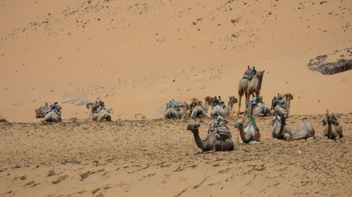 Horses on sand at beach against sky