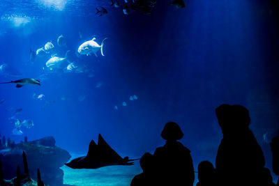 Silhouette of fish swimming in sea