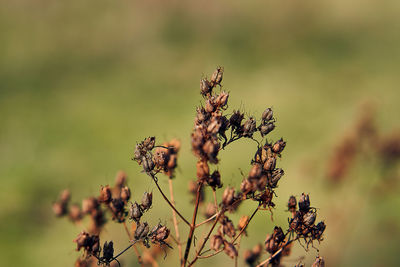 Close-up of flowering plant on field