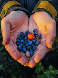 Close-up of person holding fruits