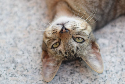 Close-up portrait of a cat