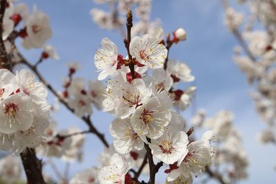 Low angle view of almond blossoms in spring