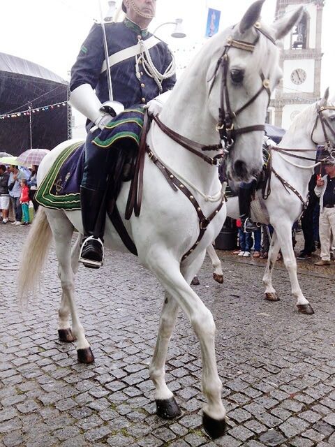 domestic animals, animal themes, horse, men, mammal, transportation, livestock, working animal, mode of transport, street, standing, one animal, lifestyles, riding, land vehicle, bridle, incidental people, full length