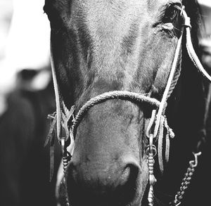 Close-up of horse