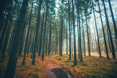 Trees in forest