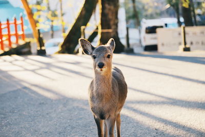 Portrait of deer standing outdoors