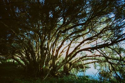 Low angle view of trees in forest