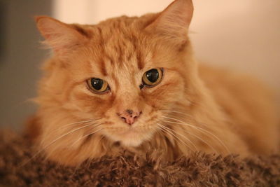 Portrait of ginger cat on rug