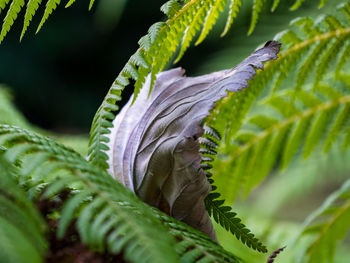 Close-up of fern fronds and dry leaf